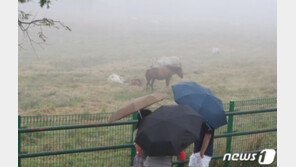 제주 전역 호우특보에 강풍까지…많은 곳 최대 400㎜