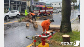 몽산포캠핑장서 강풍에 소나무가 텐트 덮쳐 2명 부상