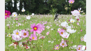 더위 물러난다는 ‘처서’는 내일…‘진짜 가을 기후’는 9월말