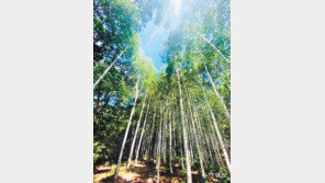 비대면 관광 ‘힐링 명소’로 떠오르는 영양군 자작나무 