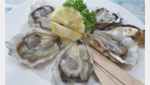 청정 갯벌서 자란 ‘신안1004굴’ 호평 일색