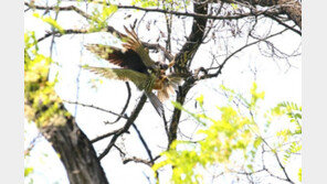 멸종위기 새호리기, 성미산에 둥지… 마포구 “녹화사업으로 숲 되살려”