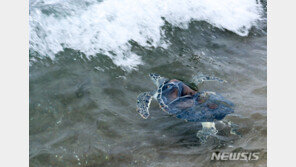 바다거북 6마리, 푸른 제주 바다로 돌아간다