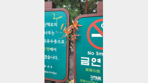 [고양이 눈]꽃을 피우는 것