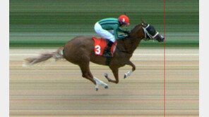 함안군 “자체 생산 경주마 ‘함안방어산’ 국6등급 1300m 우승 쾌거”