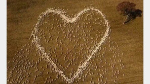 초원에 생긴 거대한 ‘하트’ 모양…정체는? (영상)