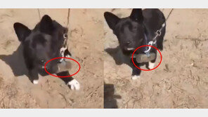 강아지 목줄에 2kg 쇠망치…주인 “운동시켰다”에 “동물학대” 뭇매