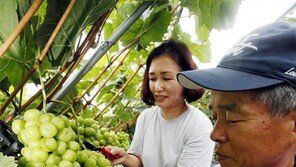 제철 맞은 샤인머스캣 수확 한창