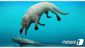 네발 달린 고래 보셨나요? 이집트 연구진 화석 발견