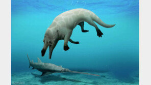 ‘네 발 달린’ 고래 화석, 이집트서 발견…‘4300만 년 전 동물’