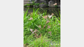 [고양이 눈]거리 두기 없는 모임