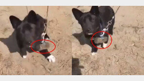 ‘동물학대’ 문제 잇따라…복지 관련 인식도 높아져 