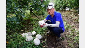‘세계적 희귀종’ 댕구알 버섯, 사과 농장서 발견…지름 30cm