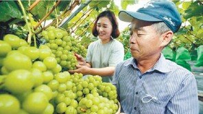 달고 아삭한 ‘명품 포도’, 씨 없고 껍질째 먹기 좋아 