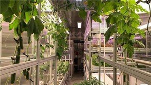 남극 수박은 어떤 맛…극지연, 세종기지 실내농장서 열매채소 첫 수확