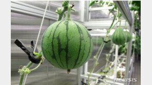 “남극서 수박 화채를”…극지硏-농진청, 세종기지 실내농장서 첫 수확