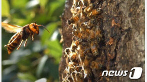 벌초 가서 말벌집 건드렸을 땐…땅에 엎드리면 큰일난다