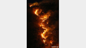 전 세계 나무의 30% 1만7500개 종, 멸종 위기