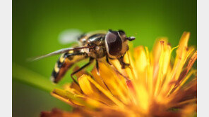 “추석 앞둔 벌초 시기 벌 활동 왕성…쏘임 조심”