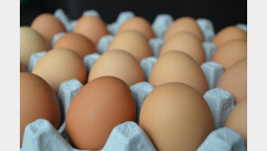 폭등한 계란값에…경남서 ‘불량 계란’ 유통한 업체 다수 적발