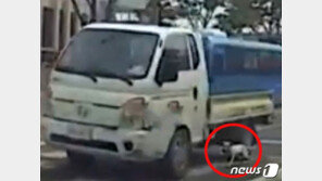 강아지 매달고 주행한 포항 60대 운전자 입건