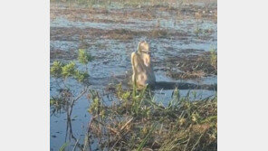 촬영용 드론 집어삼킨 악어… 입에선 연기가 (영상)