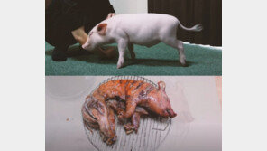 ‘100일 후 먹히는 돼지’ 결국 통구이로…상반된 반응들