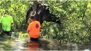 ‘살려주소~’ 2m 나무 위에 커다란 소가 어쩌다가