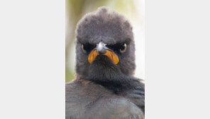 월요일 아침 기분을 완벽하게 요약한 사진…코미디 야생동물 사진전[청계천 옆 사진관]