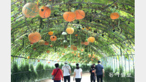 주렁주렁 열린 덩굴식물터널