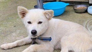 길 잃고 쓰러진 할머니 지켜준 ‘백구’, 한국 첫 명예구조견 됐다