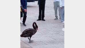 시진핑 여러 차례 경고한 ‘검은 백조’, 천안문 광장에 등장