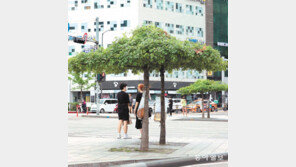 [고양이 눈]도심 속 나무 그늘