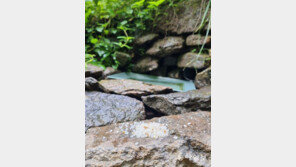 [고양이 눈]물만 먹고 가진 마