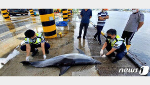 속초서 참돌고래 사체 발견…불법포획 흔적 없어