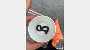 “뱀이 나타났어요”…식당 주인 ‘화들짝’ 119 신고, 잡고 보니