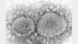 WHO “전 세계 코로나19 확산세 한 달째 안정적 유지”