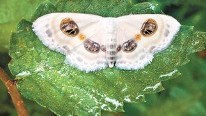 [고양이 눈]실패한 위장술