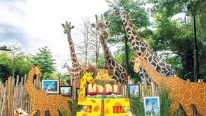 세계 최다산 기린 ‘장순이’ 35번째 생일 