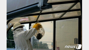 추석 앞두고 벌쏘임 사고 ‘경보’ 격상…9월 말벌 등 활동성↑