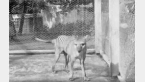 멸종된 ‘태즈메이니안 호랑이’ 85년만에 컬러 복원 (영상)