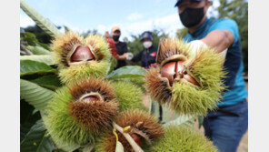 탐스러운 ‘공주 햇밤’