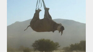 공중에 거꾸로 매달린 코뿔소… 올해 ‘괴짜 노벨상’ 수상자는?