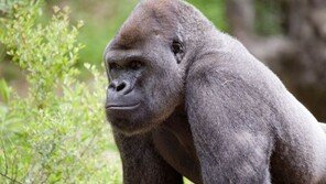 美 동물원, 고릴라 13마리 코로나19 집단감염… 사육사에 옮았다