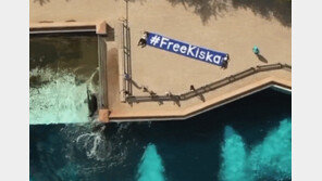 수족관 유리벽에 ‘쿵’…40년간 갇혀 산 범고래 자해 포착