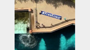 수족관에 40년 갇혀 산 범고래, 벽에 머리 찧으며 자해 (영상)