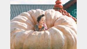 아이보다 큰 獨 거대호박