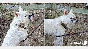 “누가 이런짓을”…주둥이 묶여 입 안 괴사 진돗개 발견