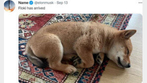 “시바견 플로키 도착”…머스크 사진 트윗에 암호화폐 4000% 폭등