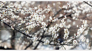 매화 개화일, 과거보다 5일 빨라졌다…봄·여름 4일씩 길어져